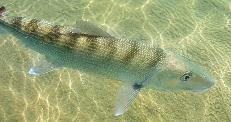 Yucatan Fly Fishing for Bonefish