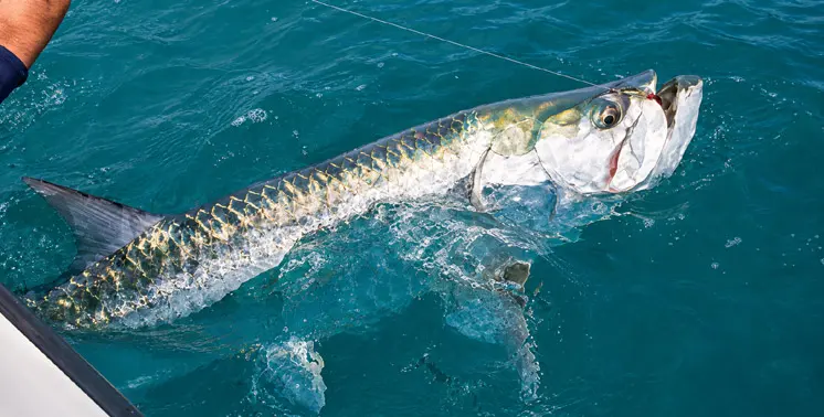 Holbox Fly Fishing for Tarpon