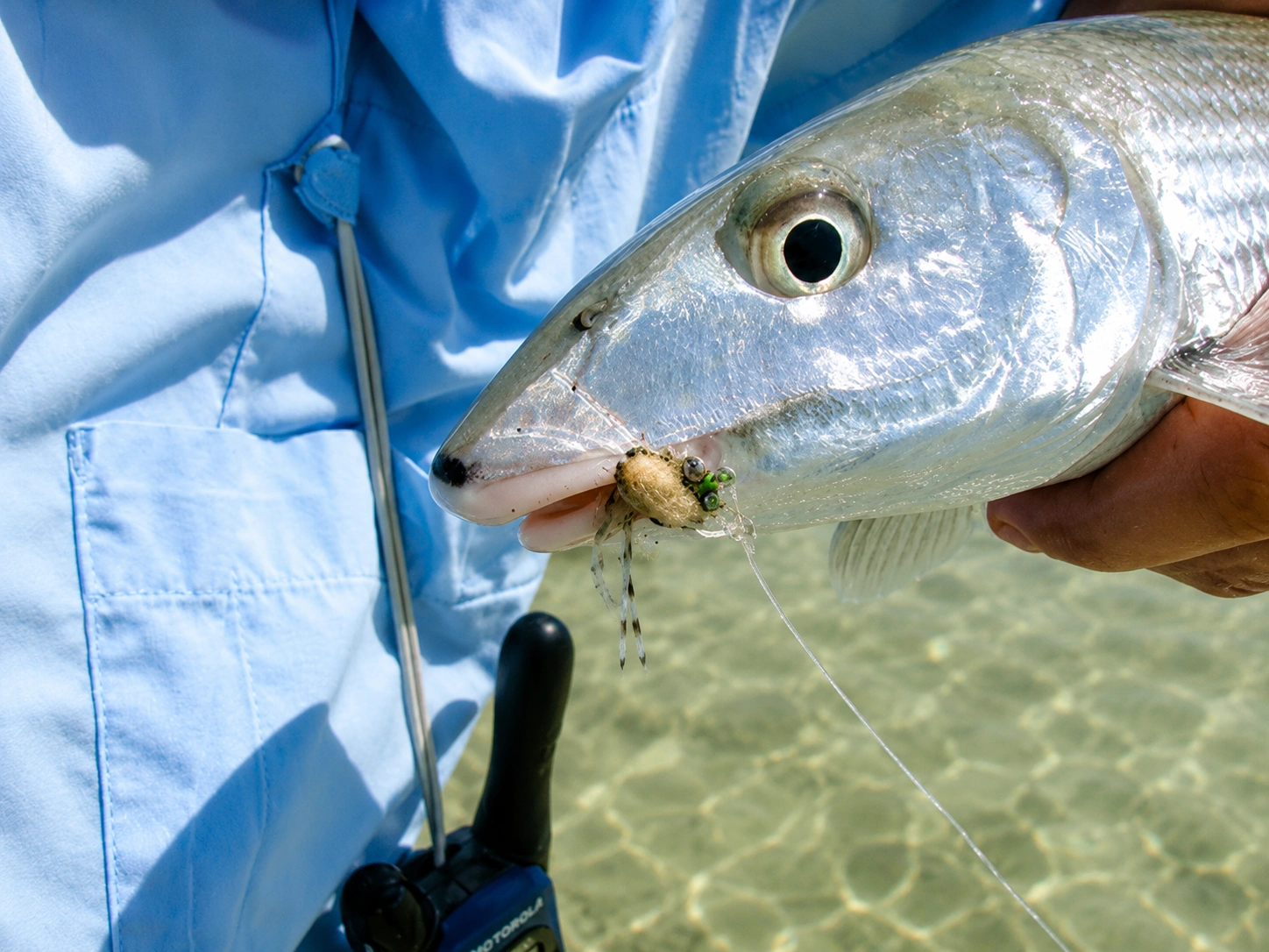 Bonefish caught fly fishing in Ascension Bay