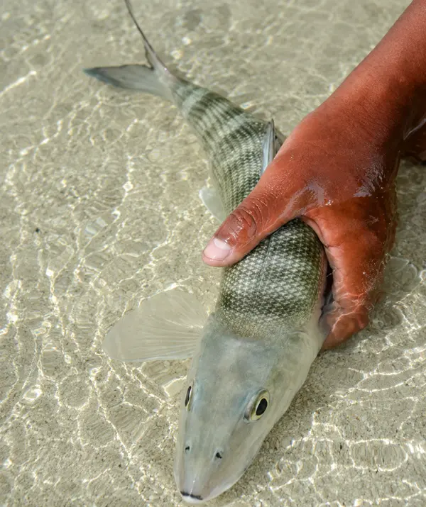 Bonefishing in Ascension Bay