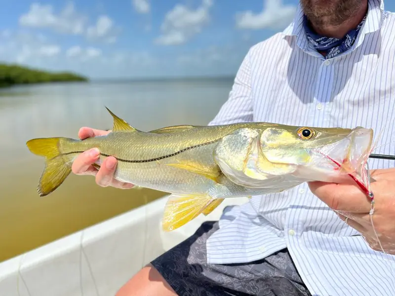 Snook caught fly fishing the Cancun Lagoon
