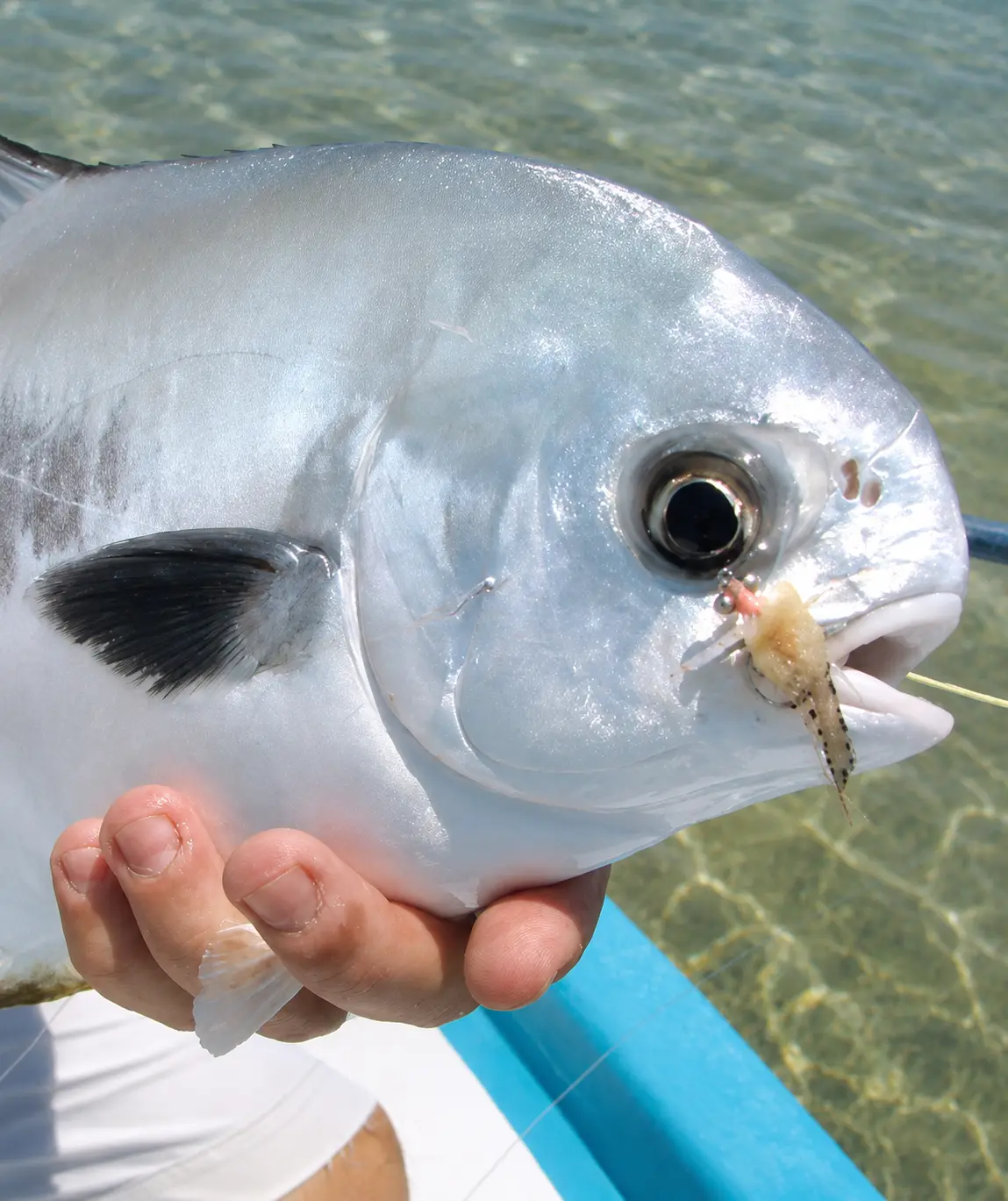 Close up of Permit caught on th eFlats