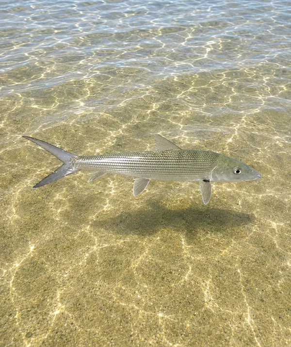 Bonefish swimming away after a release
