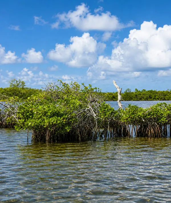 Isla Blanca Flats and Fly Fishing Charters
