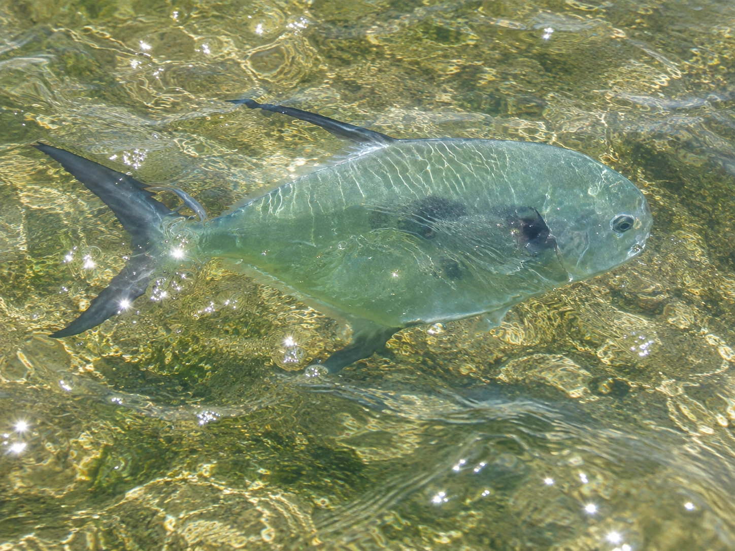Releasing a Permit caught in Isla Blanca