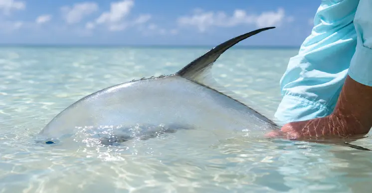 More Fly Fishing Pictures