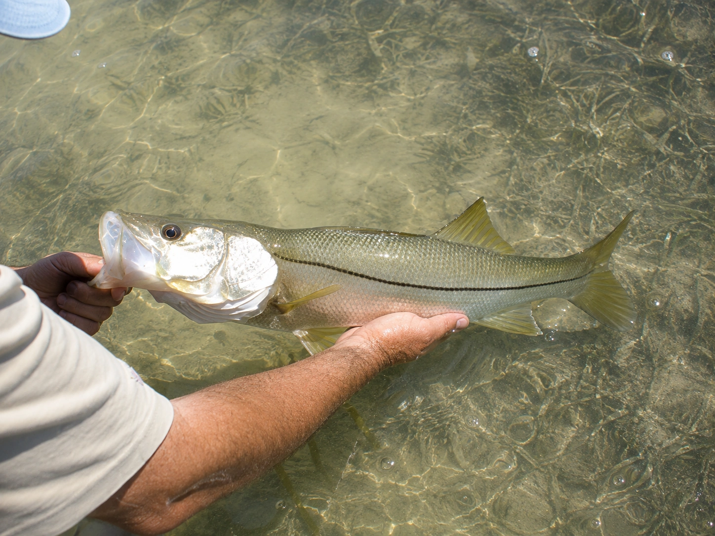 Releasing a Snook catch