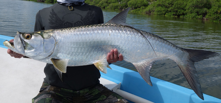 Yucatan Fly Fishing for Tarpn
